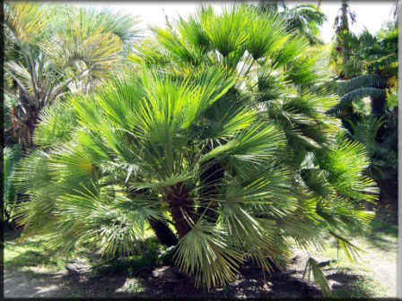 Chamaerops Humilis - European fan palm